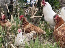 12 x FERTILE CHICKEN eggs4saleFREE✅RANGE LOVELY Pot Luck Mixed breedsc3