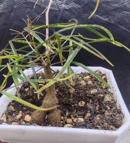Rare bursera paradoxa - paradoxa, wysiwyg