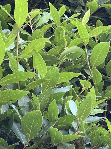 Bay leaves fresh organic - bay,