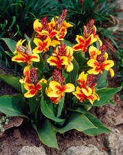Canna, QUEEN CHARLOTTE X3