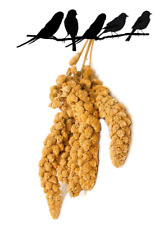 Caged Bird Aviary Millet Sprays Sprigs Treat 5 Sprays / Order Pet Budgie Parrot