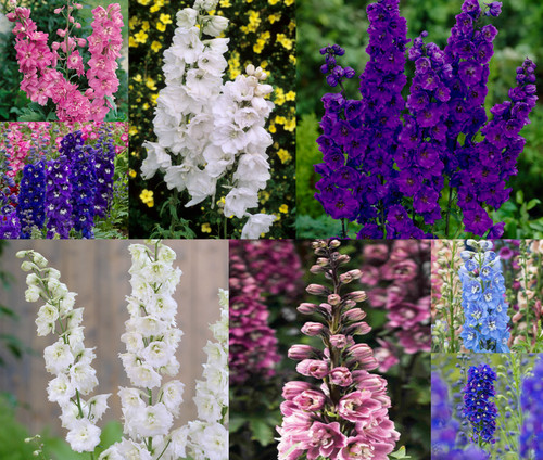 Delphinium perennial plant - , 2
