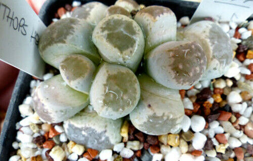 Seeds lithops hermetica - 10,