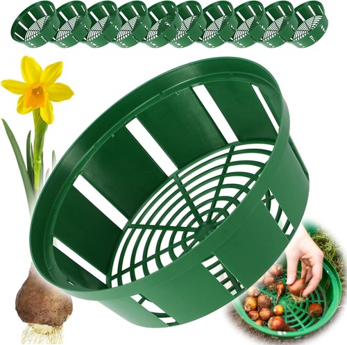 Bulb baskets daffodil tulip - bulb,