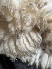 Raw Sheep’s Wool -Dorset x -  Fleece Crafts Spinning