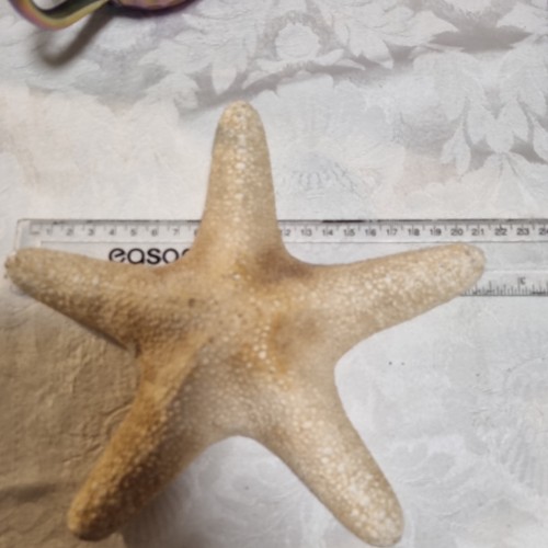Large vintage shell - shell, fish