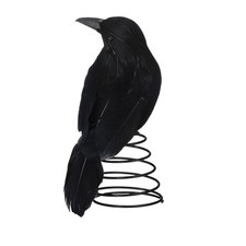 Miniature Crow Tree Top