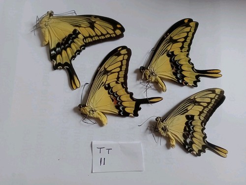 Papilio thoas male data - 4,