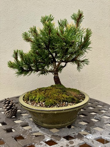 Pinus mugo wintergold - pinus, ‘wintergold’