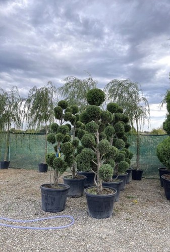 Evergreen patio trees - trees, pom