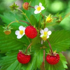 Strawberry Plug Plants Wild Alpine Garden Perennial Hardy Ground Cover Pack of 3