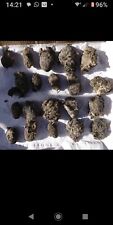 ENGLISH WILD BARN OWL PELLETS!! Pack of 20