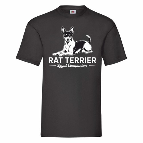 Rat terrier loyal - rat, companion