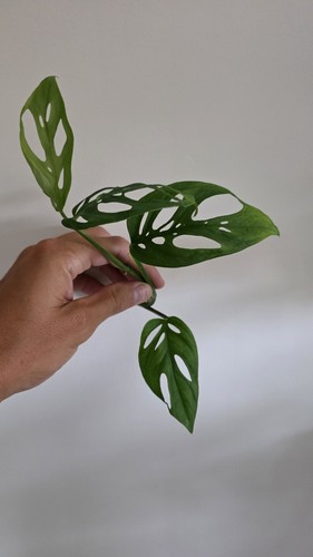 Super rare houseplant - houseplant, monstera