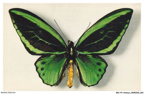 Bdip4 0273 animaux butterfly - bdip4-0273-animaux,