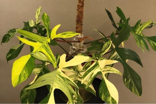 Philodendron florida beauty - philodendron,