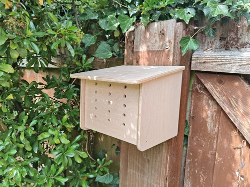 Solitary mason bee cocoon - solitary,