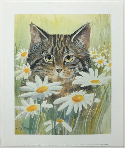 Tabby cat with daises - with, by