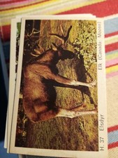 Pt3 Trade Card Dandy Gum Wild