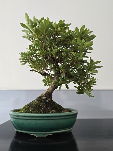 Beautiful azela japanese - azela,