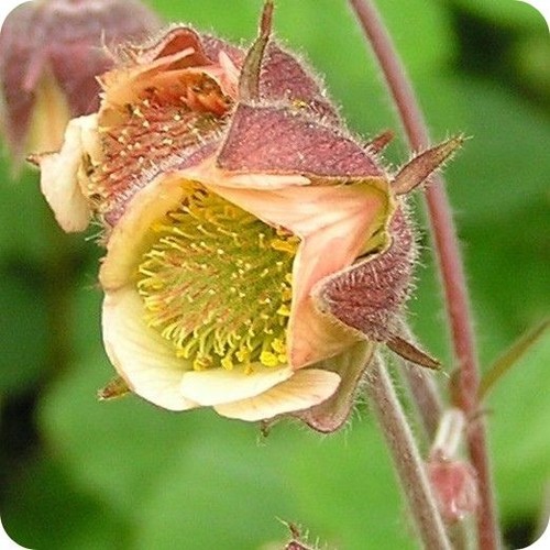 Geum rivale marika hardy - 'marika',