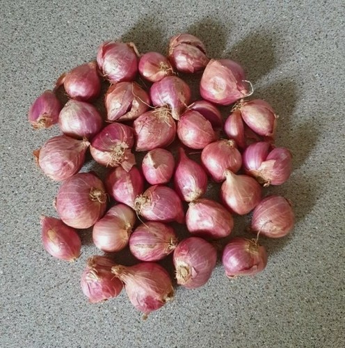 Red sun onion - 15, sets