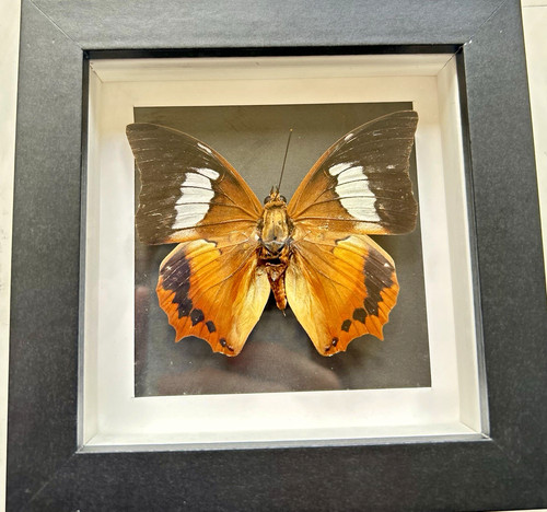Mounted butterfly specimen - mounted,
