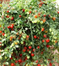 Tomato Tumbling Tom Red x 1