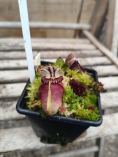 Cephalotus Dudley Watts Carnivorous Plant