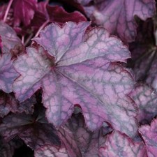 Heuchera Blackberry Jam plant