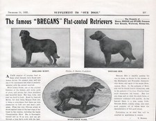 FLAT COATED RETRIEVER DOG BREED KENNEL ADVERT PART PAGE OUR DOG 1923 BREGANS