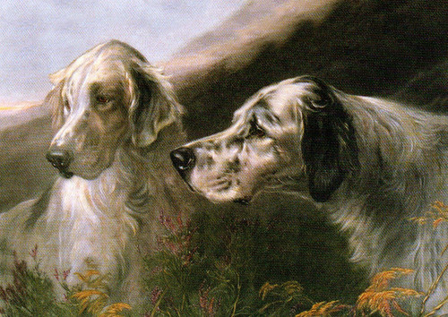 English setter dog - english,