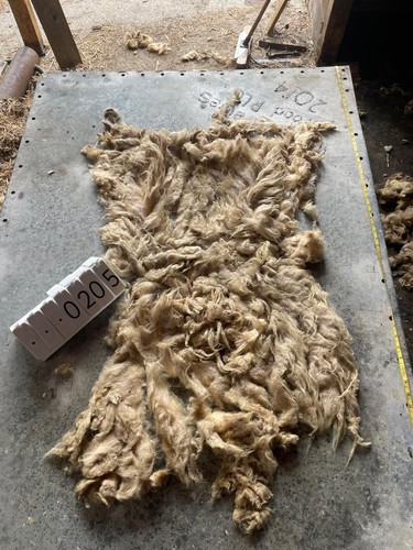 Portland raw unwashed sheep - raw,