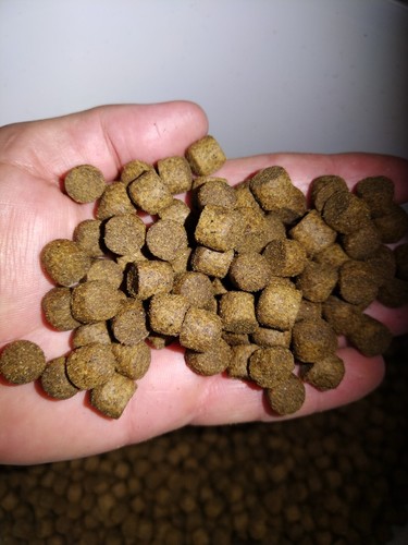 Dog mixer biscuits - mixer, biscuits,