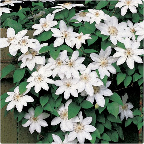 Clematis henryi 3 - clematis, 'henryi'