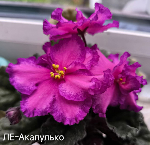 African violet - violet, (saintpaulia)