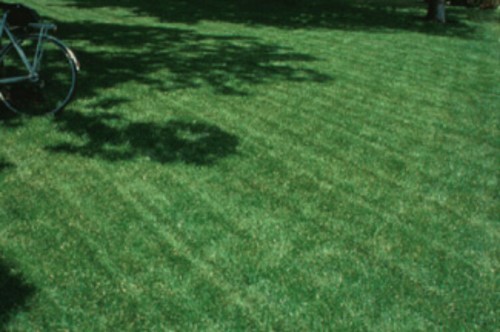 Turf type tall - type, seed,