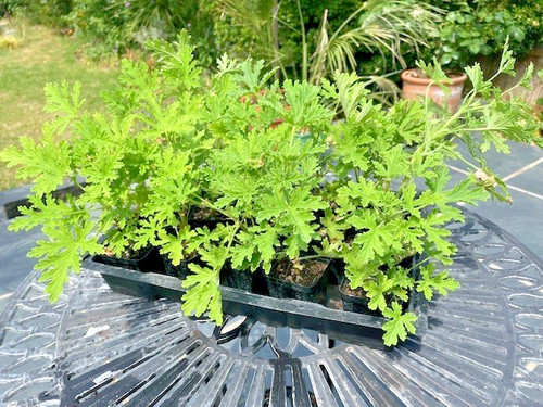 Citrus scented geranium - scented,