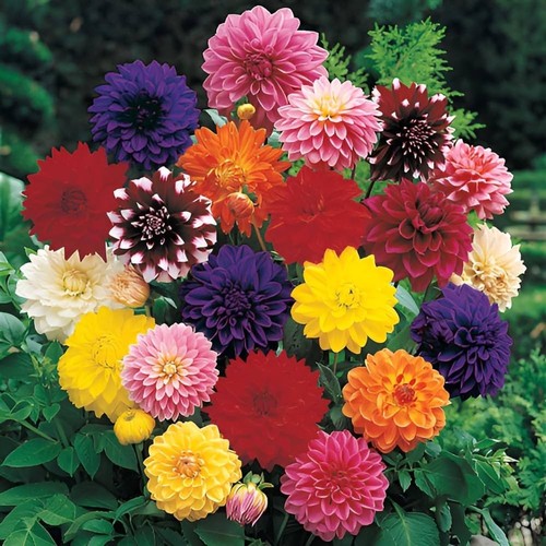 Exotic dahlia summer - exotic,