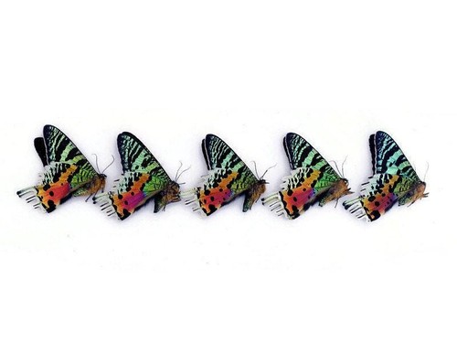 Madagascan sunset moth dried - sunset,