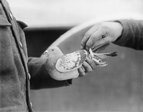 Carrier pigeon signal corps - carrier,