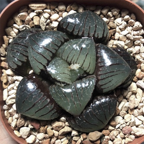 5cm succulent plant haworthia - 5cm,