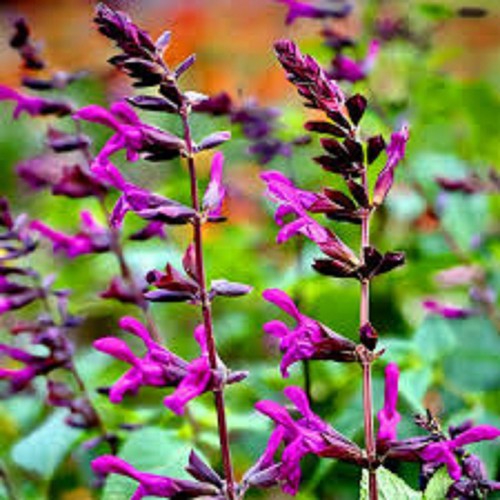 Salvia berry blast hardy - salvia,