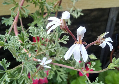 Pelargonium abrotanifolium - pelargonium,