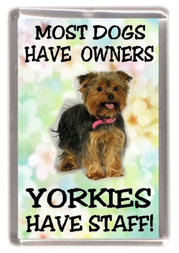 Yorkshire terrier dog - terrier, fridge