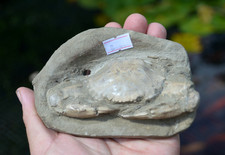 AMAZING FOSSIL CRAB FROM JAVA, INDONESIA BEST VALUE FOSSIL CRABS ANYWHERE!