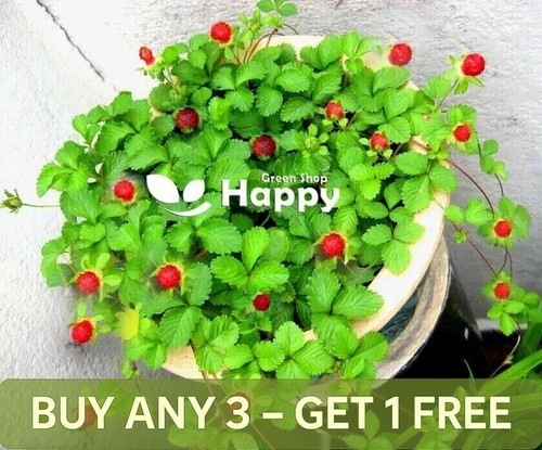 Mock strawberry 150 seeds - 150,