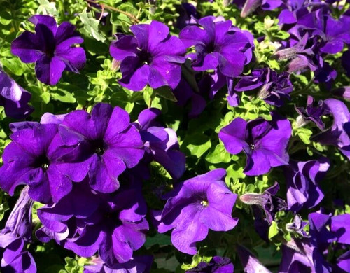 200 seeds trailing deep blue - 200+,