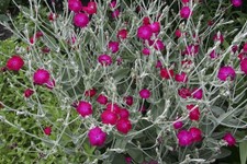 ROSE CAMPION DARK PINK - DUSTY