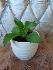 Kalanchoe pinnata  Plants,  Cathedral Bells, KALANCHOE LAETEVIRENS